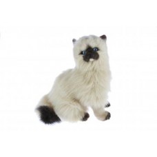 Himalayan Plush Cat Sitting